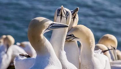 《歧路旅人0》中精英敌人的位置指南