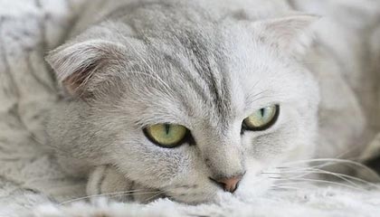 《午夜黎明》Beta测试12.0.1版本热修补丁:死亡骑士、萨满与牧师职业调整